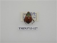 藏品(金龜子科)的圖片